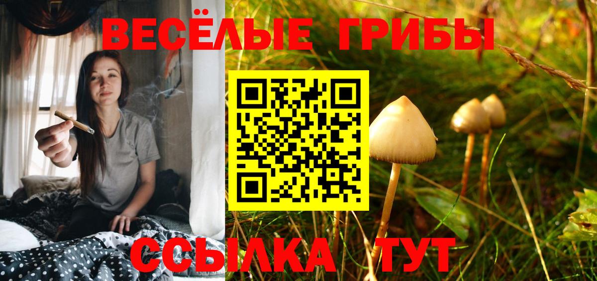 Галлюциногенные грибы Psilocybe  Вход с VPN  Кимовск 